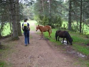 Sommerurlaub in den Bergen